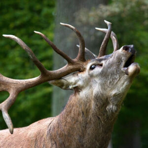 Chasse au cerf au brame en Ariège