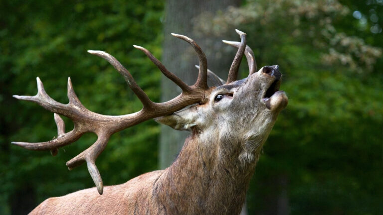 Chasse au cerf au brame en Ariège