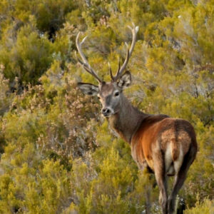 Monteria d'excellence en Espagne