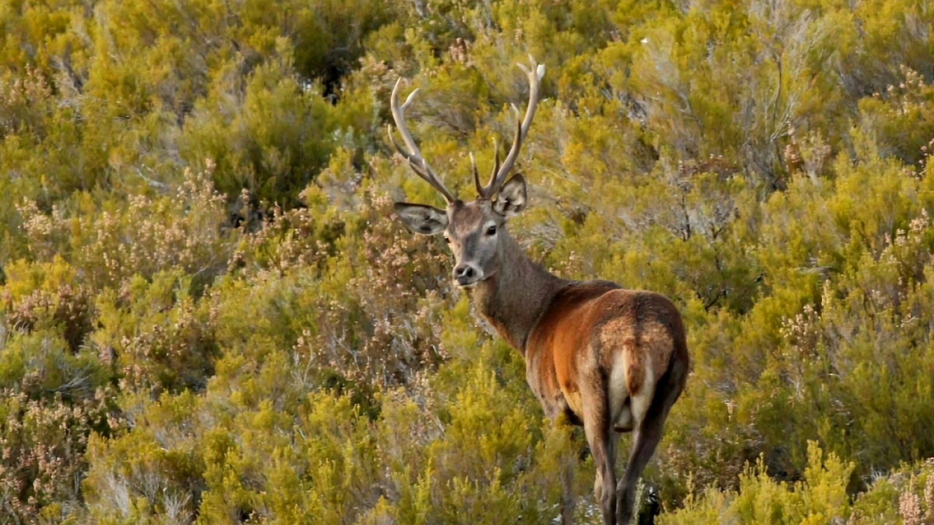 Monteria d&rsquo;excellence en Espagne