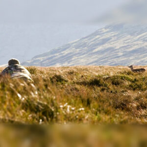 Chasse au cerf en Écosse dans les Hébrides