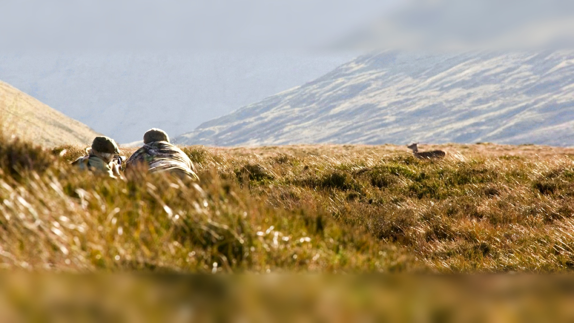 Chasse au cerf en Écosse dans les Hébrides