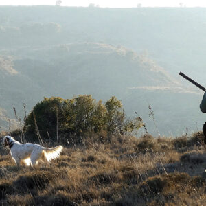 Chasse à la perdrix rouge au chien d'arrêt, Huesca