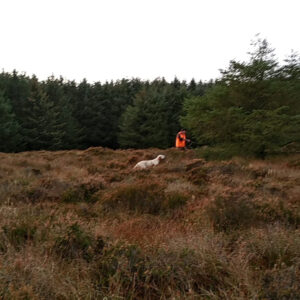 Chasse à la bécasse en Écosse au chien d'arrêt
