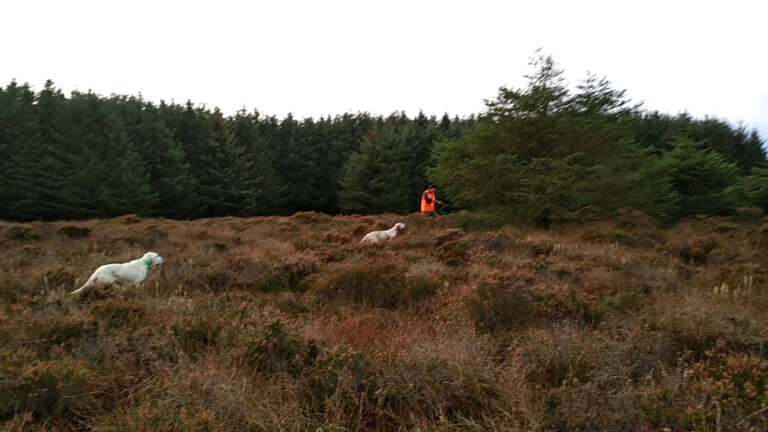 Chasse à la bécasse en Écosse au chien d'arrêt
