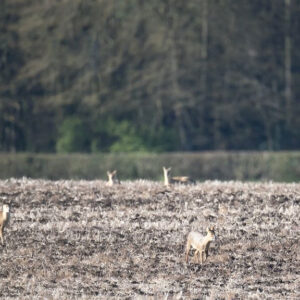 Muntjac et Chinese Water Deer (Hydropote) en Angleterre