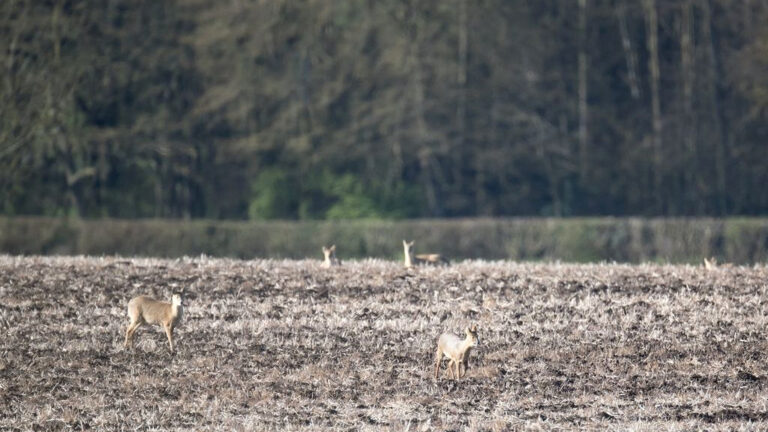 Muntjac et Chinese Water Deer (Hydropote) en Angleterre