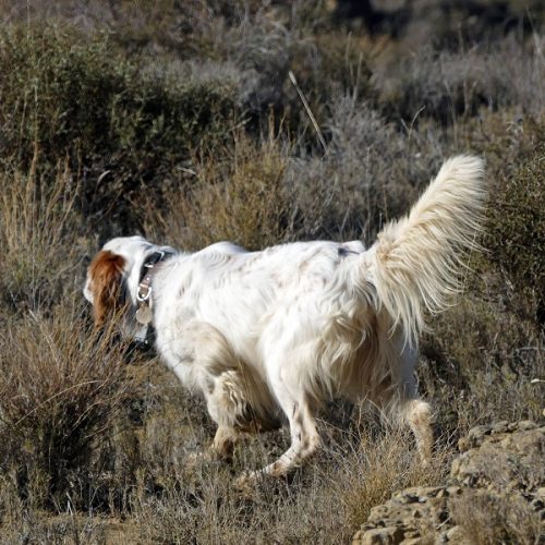 chien-perdreaux-chien-d-espagne-01