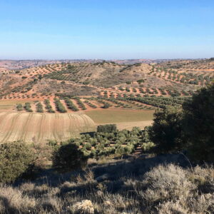 Chasse au petit gibier en Castille La Manche