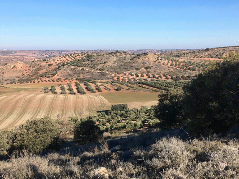 Chasse au petit gibier en Castille La Manche