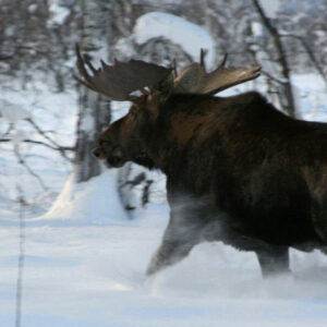 Chasse à l'élan géant du Kamtchatka