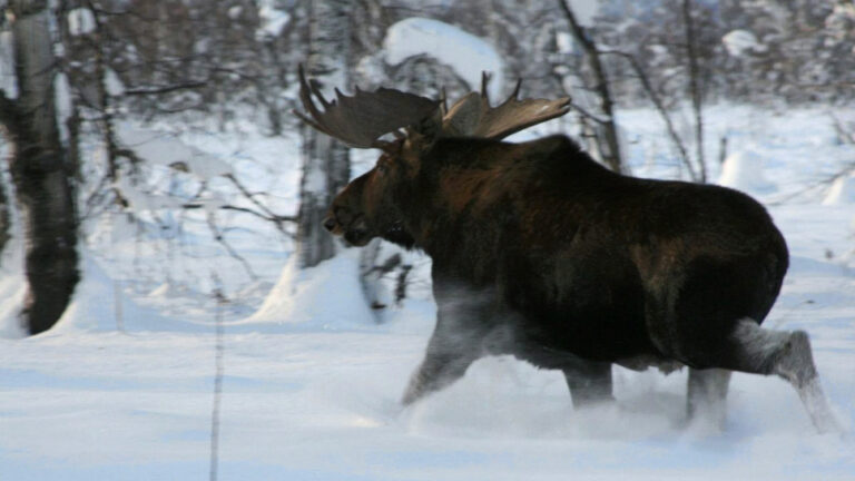 Chasse à l'élan géant du Kamtchatka