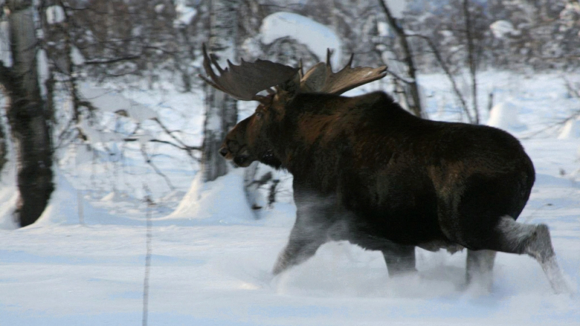 Chasse à l&rsquo;élan géant du Kamtchatka