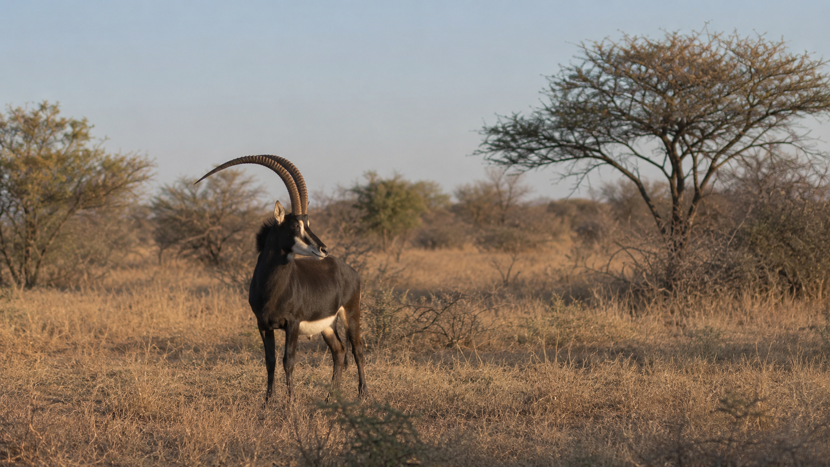 Chasse à l&rsquo;hippotrague noir en Afrique du Sud