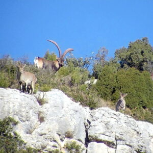 Chasse au bouquetin en Espagne, Ibex de Beceite