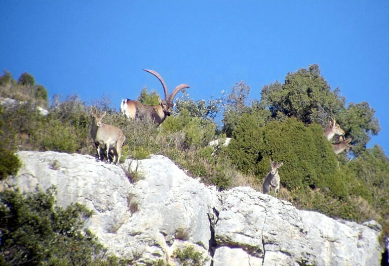 Chasse au bouquetin en Espagne, Ibex de Beceite