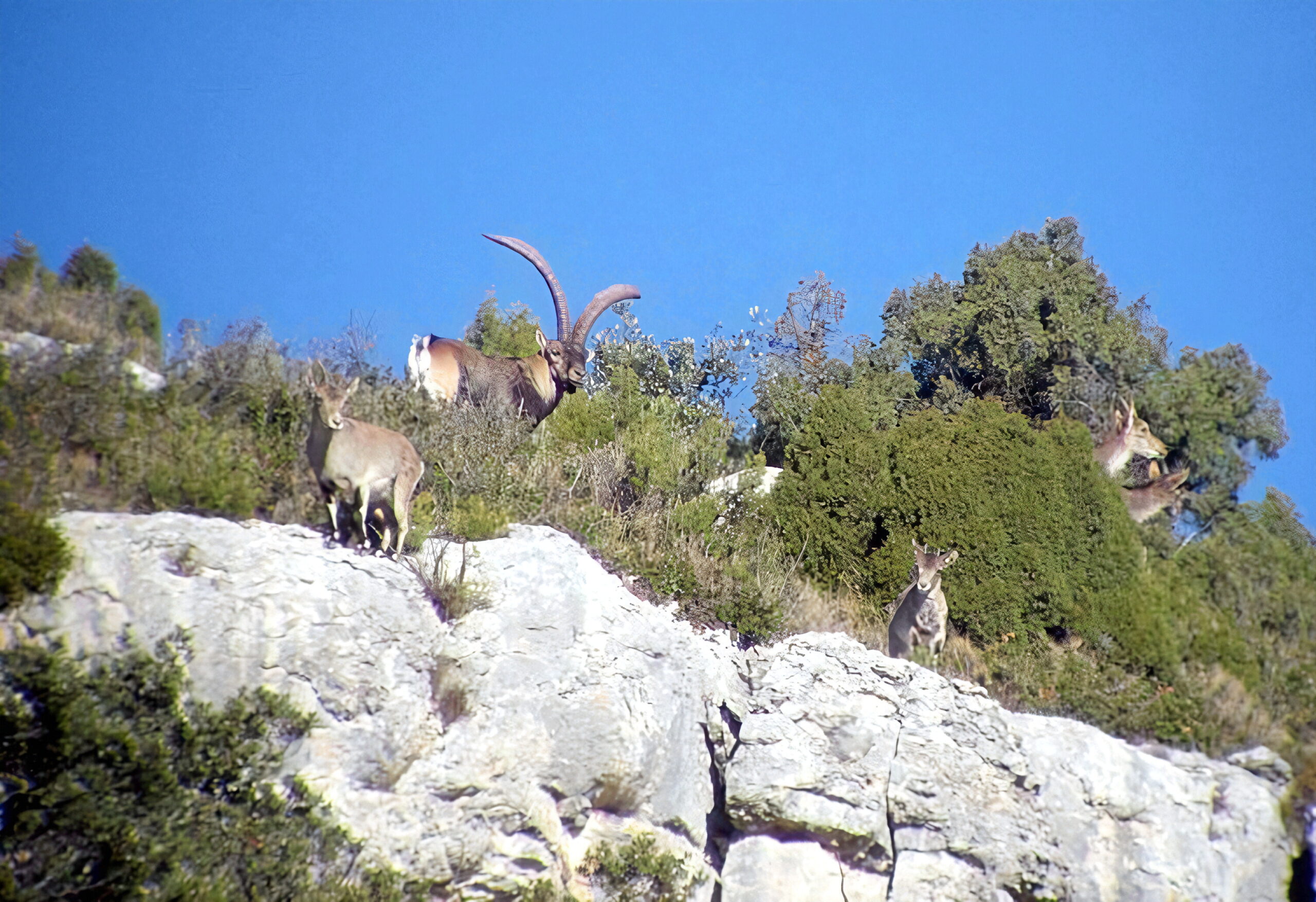 Chasse au bouquetin en Espagne, Ibex de Beceite