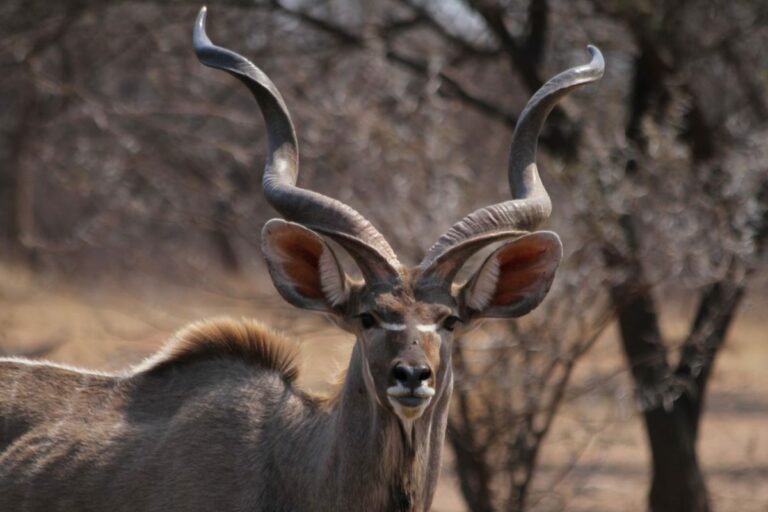 moment-forfait-4-animaux-namibie