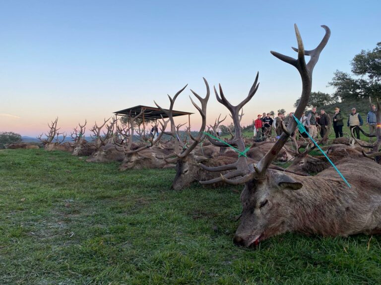 monteria-espagne-cerfs-trophees-andalousie.jpg