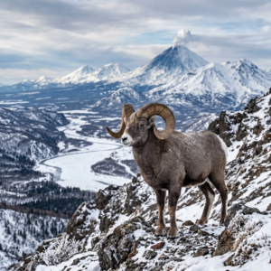 Chasse au mouflon des neiges au Kamtchatka