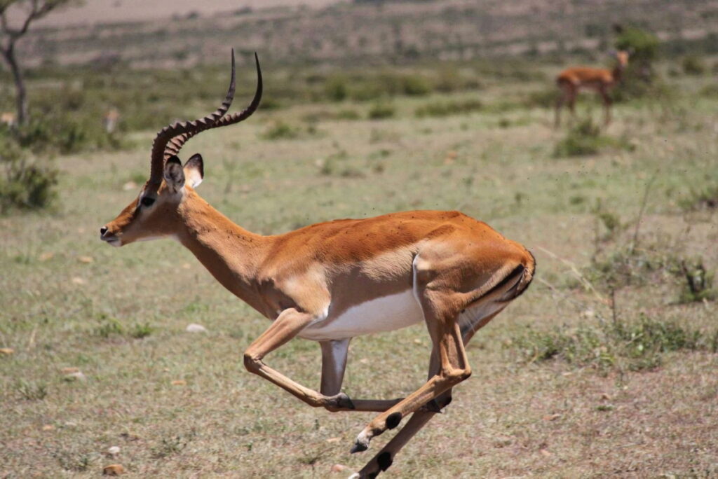 organisation-voyage-safari-namibie
