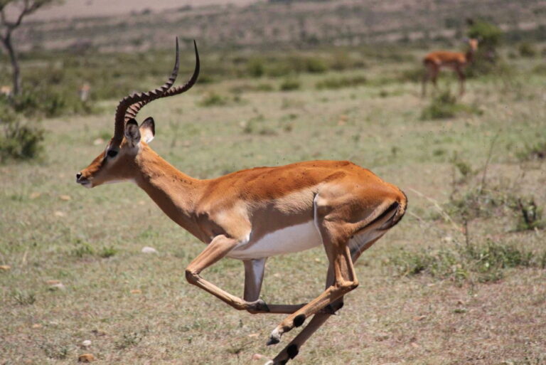 organisation-voyage-safari-namibie
