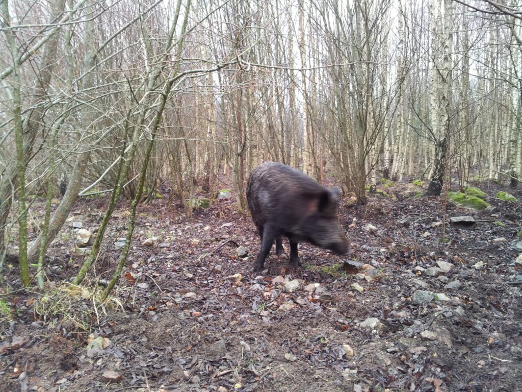 sanglier-chasse-002