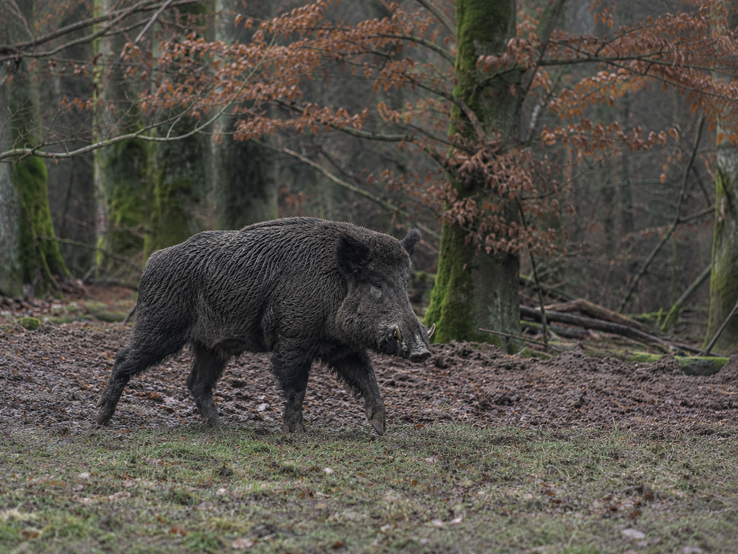 Chasse au sanglier trophée en France, vieux mâle à l&rsquo;affût