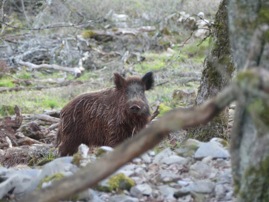 sanglier-vivant-coupe-forestiere (!)