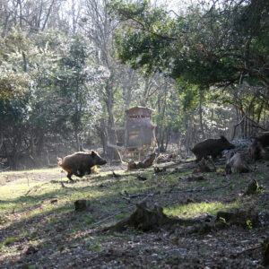 Driven Wild Boar Hunting in Southern France