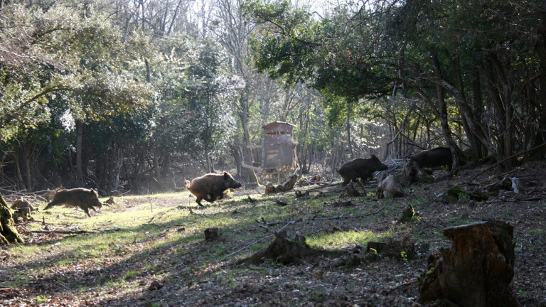 Driven Wild Boar Hunting in Southern France