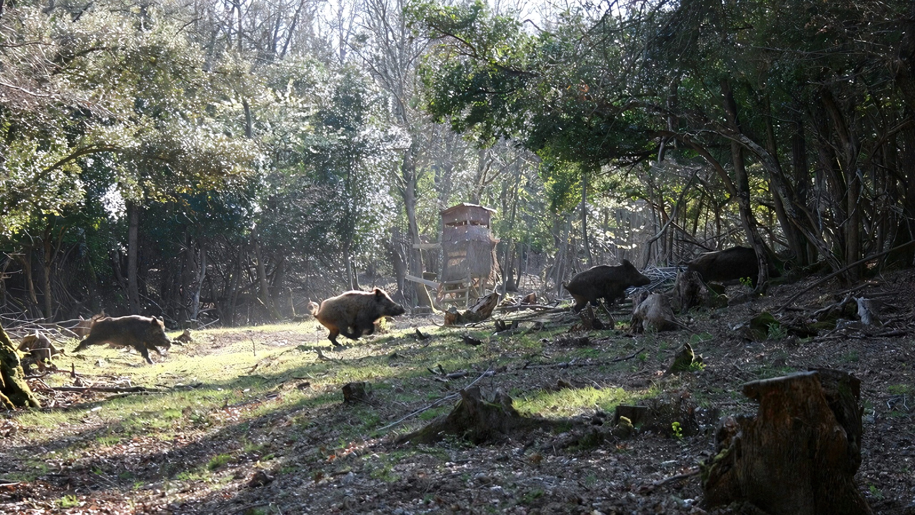 Driven Wild Boar Hunting in Southern France