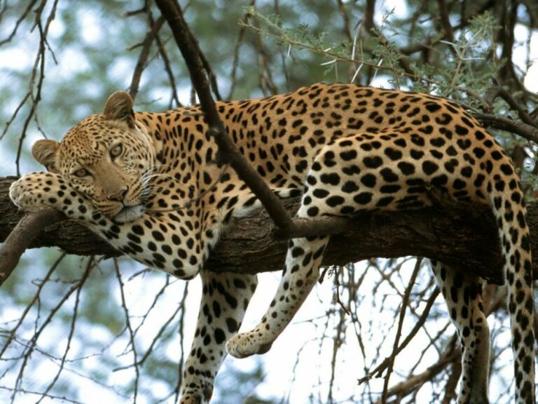 territoire-forfait-4-animaux-namibie-02