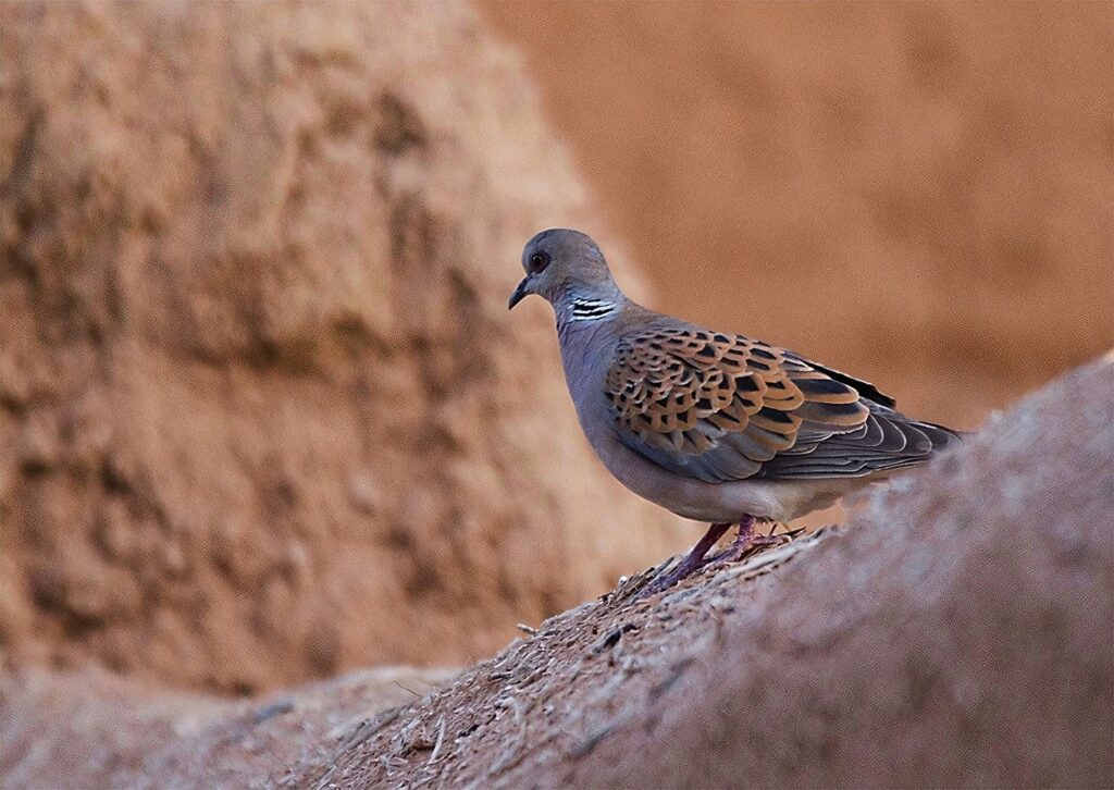 Tourterelle des bois au Maroc
