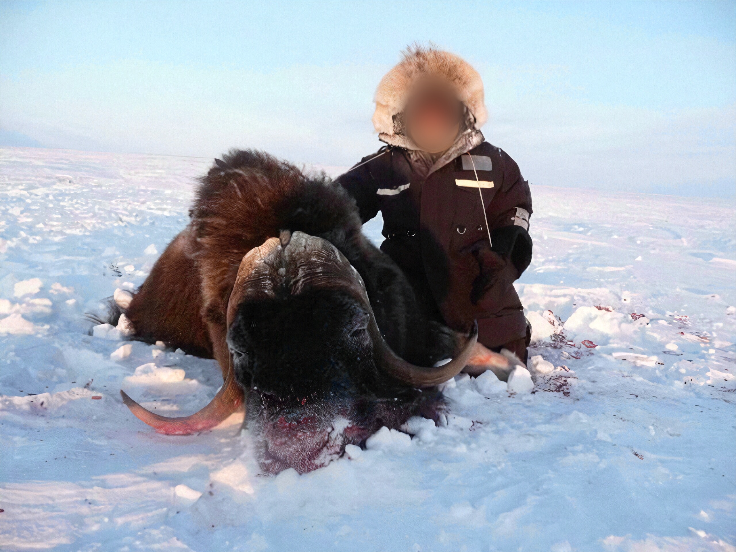 Chasseur avec un bœuf musqué dans la neige du Nunavut