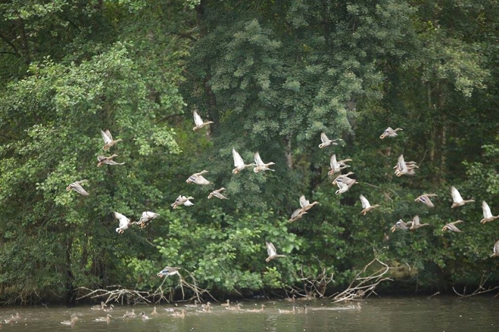 vol-canards-riviere-france