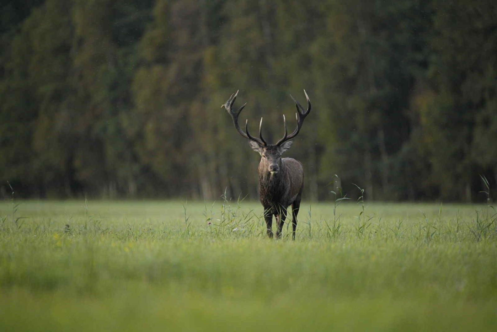 Cerf au brame en Estonie