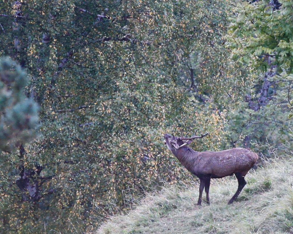 cerf-elaphe-brame-lisiere-france (!)