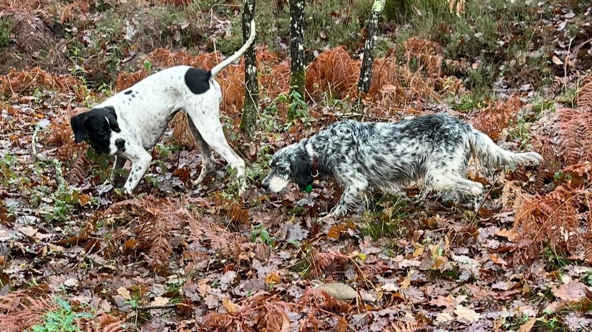 Walked-Up Pheasant and Partridge Shooting in France