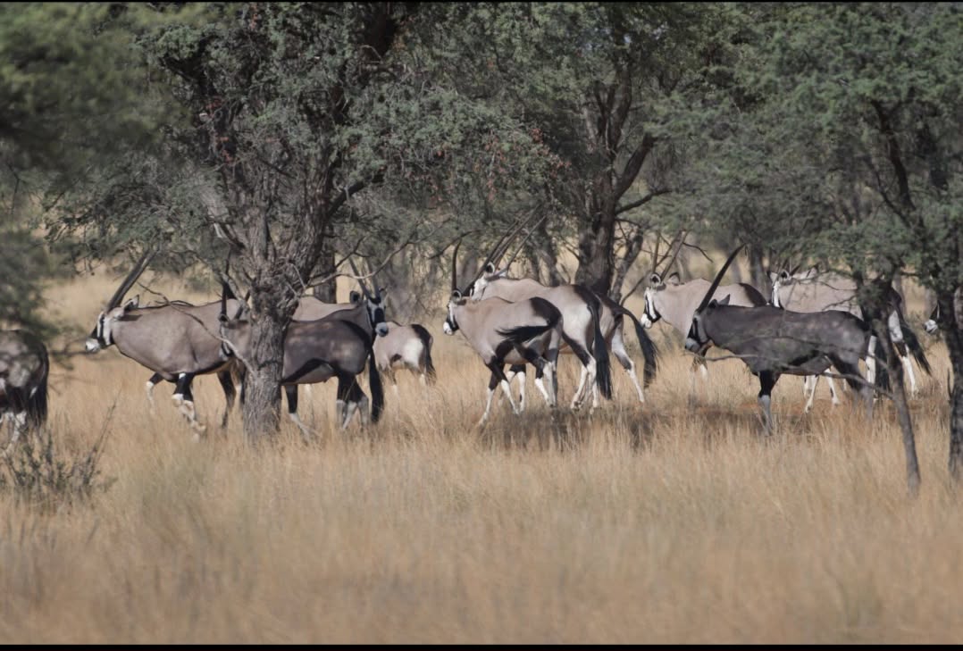Chasse au grand koudou en Namibie, 4 animaux