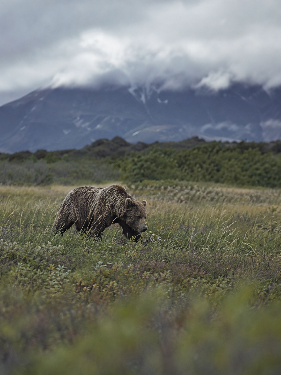 Ours brun dans le territoire sauvage du Kamtchatka