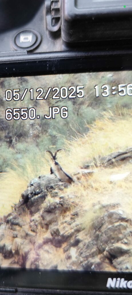photo-camera-ibex-territoire-espagne