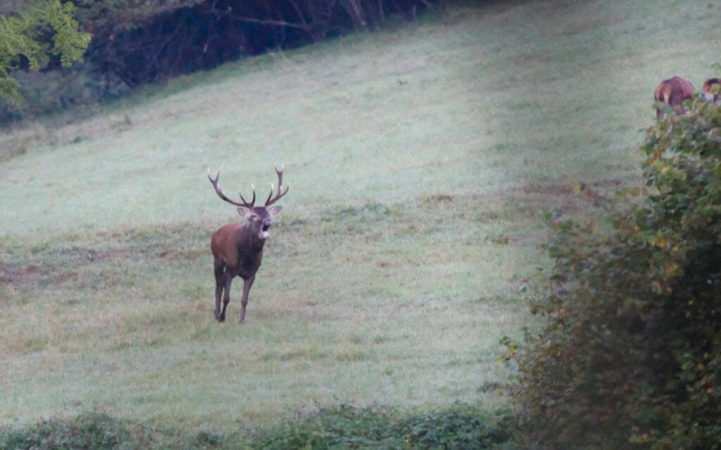brâme du cerf pyrénées