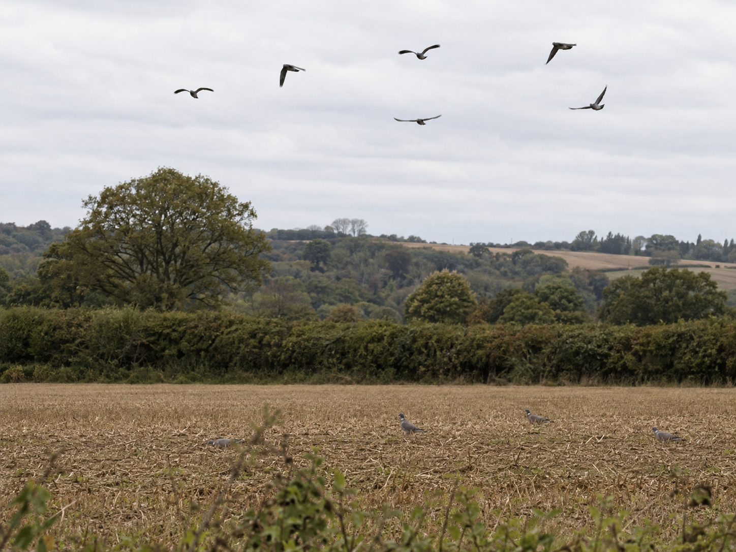 Pigeon ramier pour une chasse au poste en Angleterre