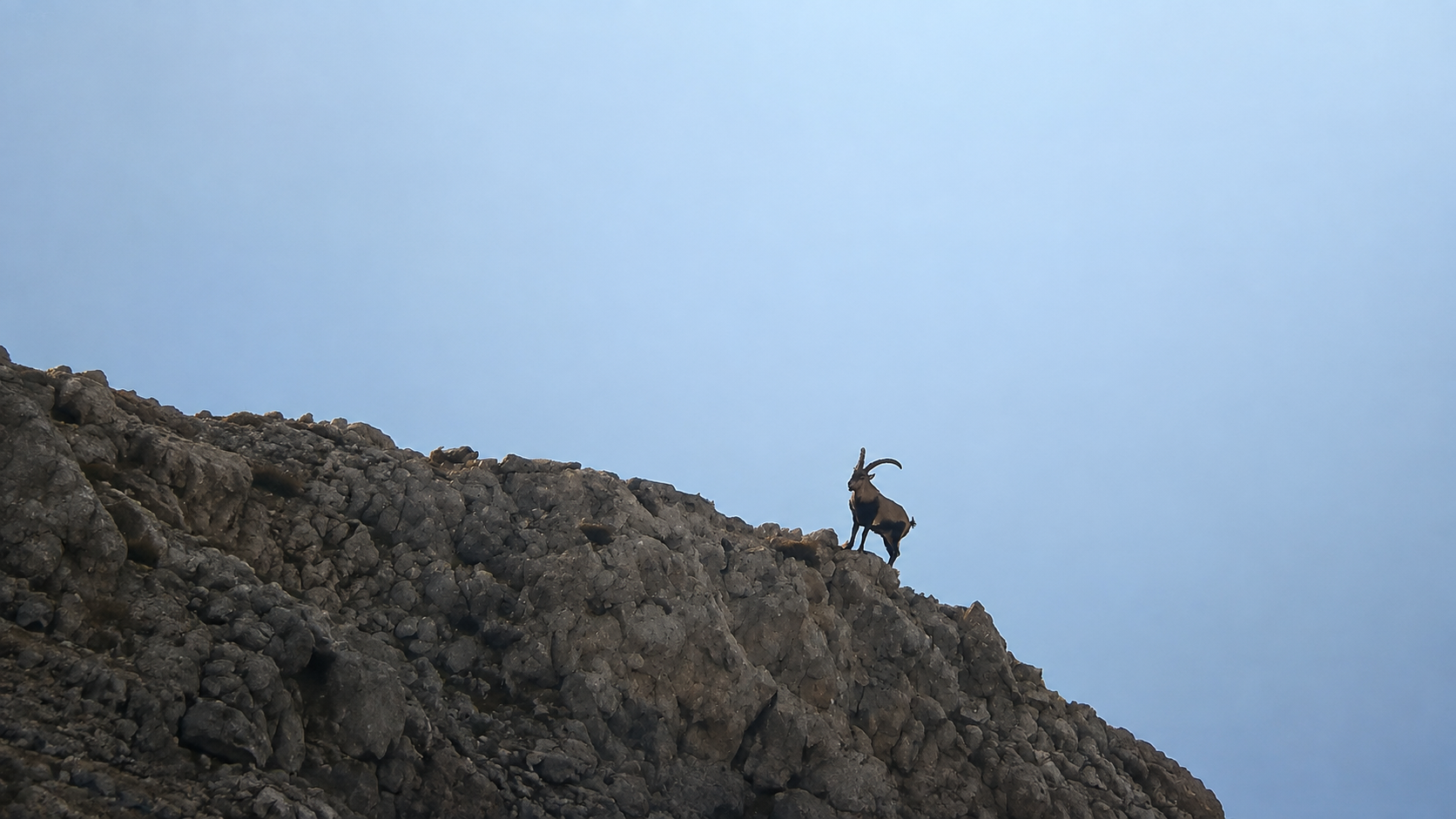 Chasse à l&rsquo;ibex Sierra Nevada en Espagne
