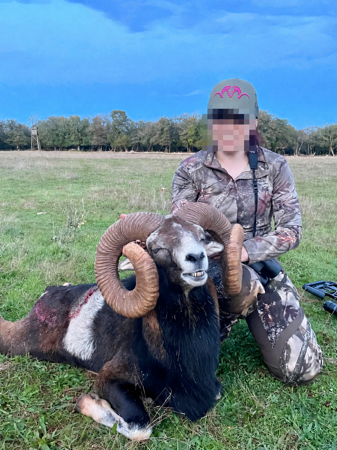Trophée de mouflon en France