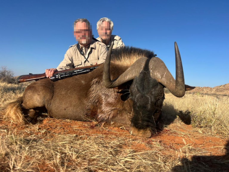 safari-chasse-namibie-gnou-trophee