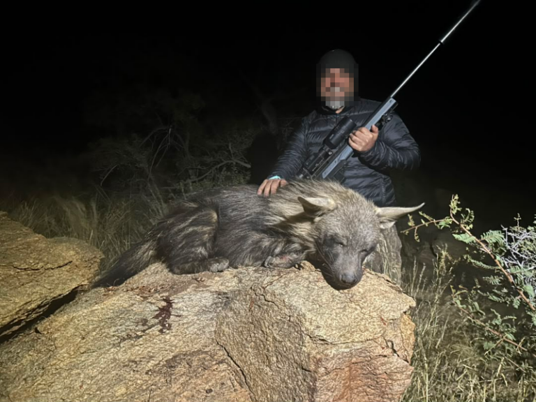 safari-chasse-namibie-hyene-brune-nuit