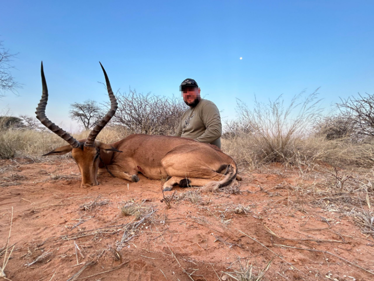 safari-chasse-namibie-impala-trophee